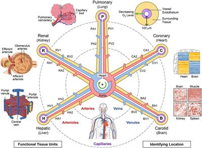 Considerations for Using the Vasculature as a Coordinate System to Map All the Cells in the Human Body